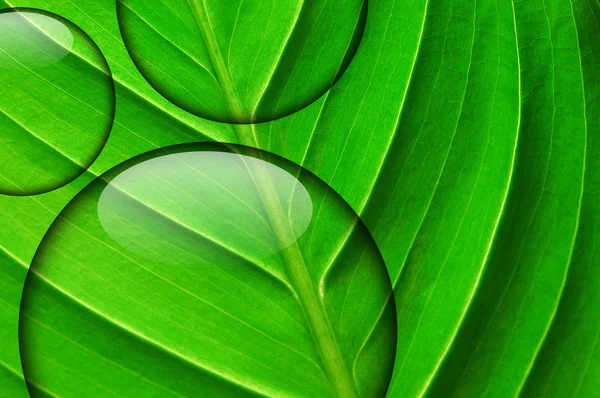 水液滴と新鮮な緑の葉 — ストック写真
