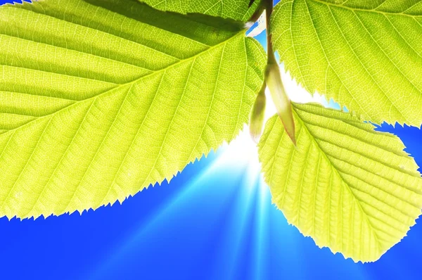 잎 푸른 하늘 — 스톡 사진
