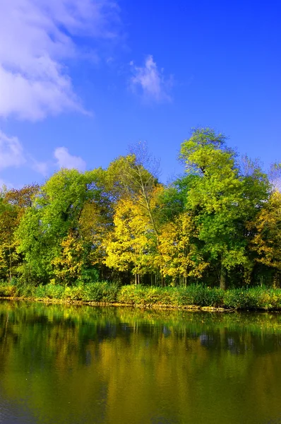 Herfst bos VN der blauwe hemel — Stockfoto