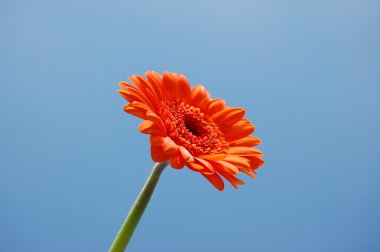 gerbera papatya