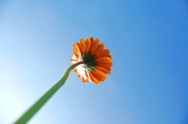 gerbera papatya