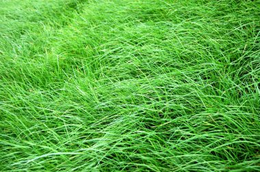 Grass texture clipart