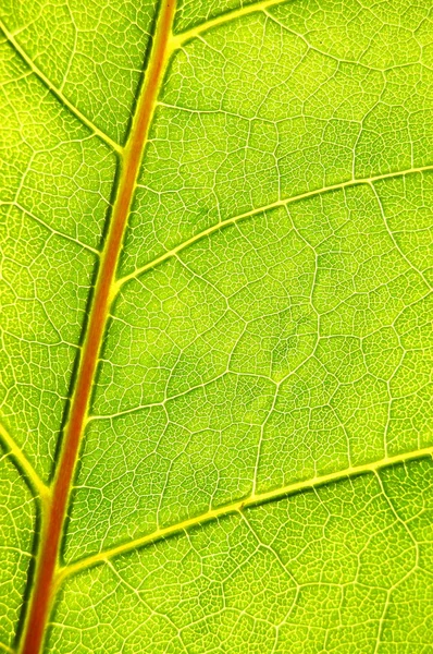 Estructura y textura de la hoja verde — Foto de Stock