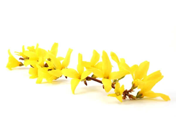 ウェルネスの花 — ストック写真