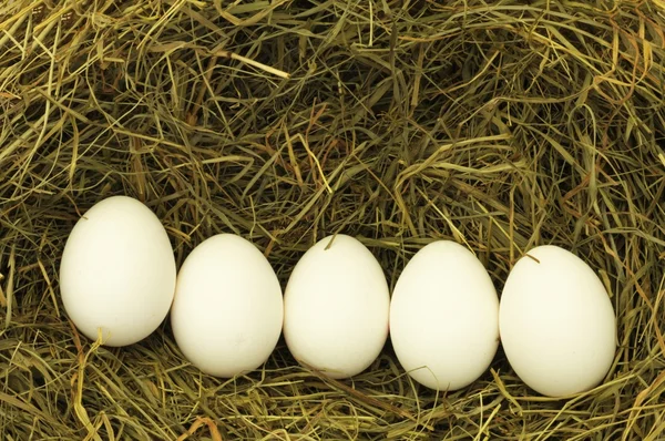 빈 계란에 헤이 — 스톡 사진