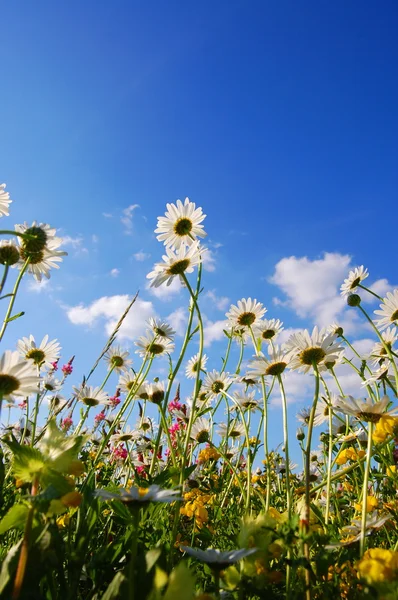Flores en el prado en verano —  Fotos de Stock