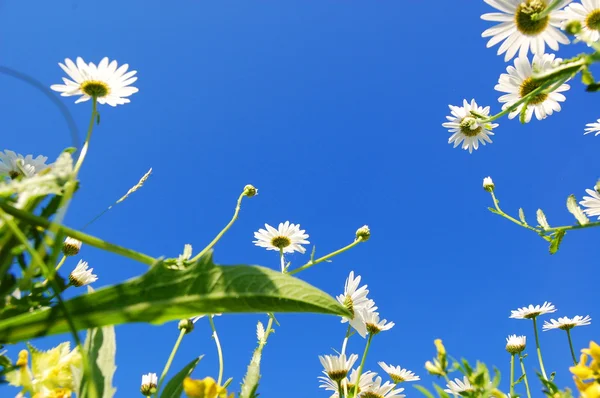 ดอกไม้เดซี่ในฤดูร้อนที่มีท้องฟ้าสีฟ้า — ภาพถ่ายสต็อก