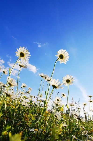 Flor en verano bajo el cielo azul — Foto de Stock