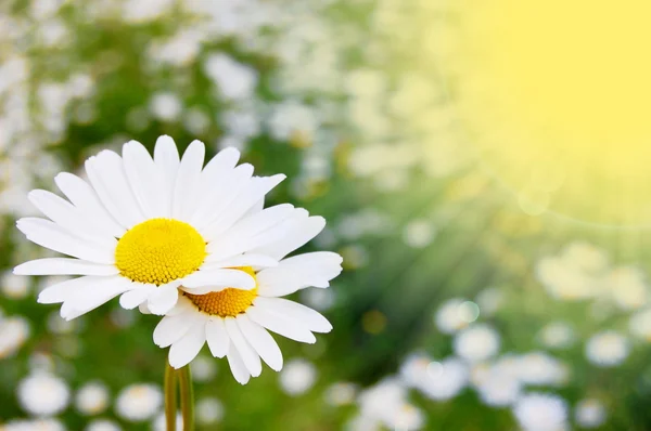 Nyári mező százszorszép virág — Stock Fotó