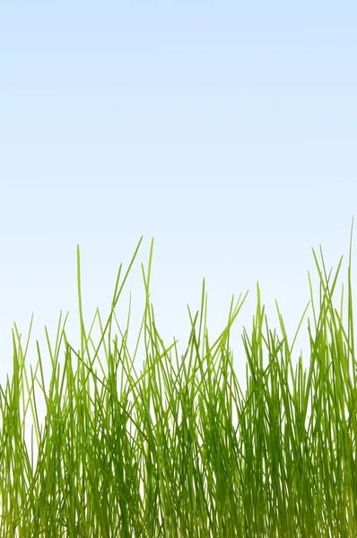 Grass — Stock Photo, Image