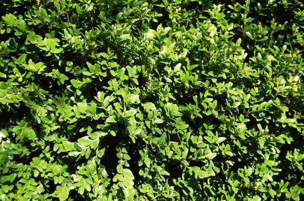 Groene plant textuur — Stockfoto