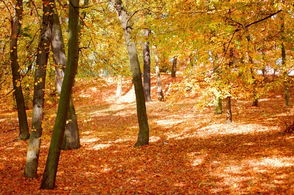Floresta e jardim com folhas douradas no outono — Fotografia de Stock