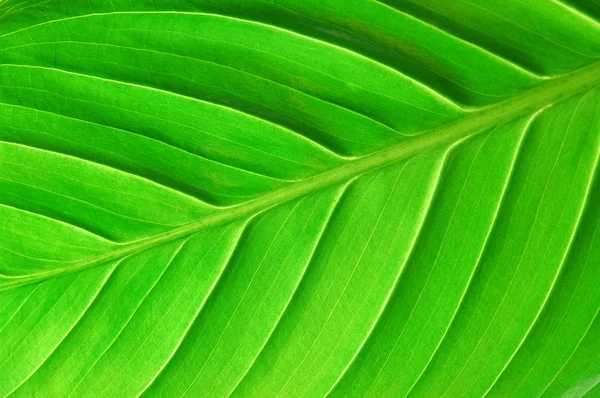 Structure of a leaf — Stock Photo, Image