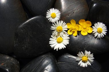 Daisy flowers on black stones clipart