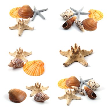 Seashells clipart