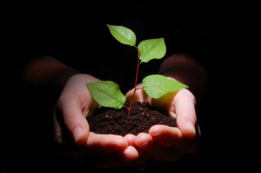 Hands soil and plant showing growth clipart