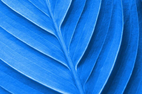 Abstract colored leaf texture — Stock Photo, Image