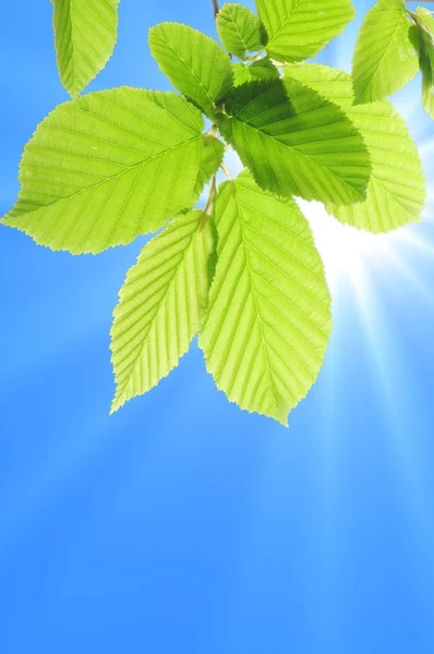 푸른 하늘 및 잎 — 스톡 사진