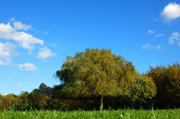 Las i ogród pod błękitne niebo w jesieni — Zdjęcie stockowe