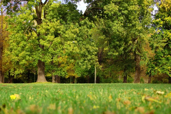 Vallen in het park met groene bomen onder de blauwe hemel — Stockfoto