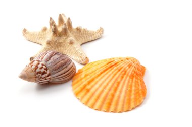 Shell clipart