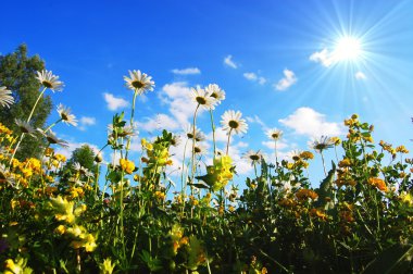 Daisy flowers in summer clipart