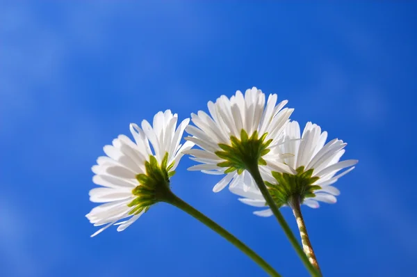 在蓝天下的雏菊 — 图库照片
