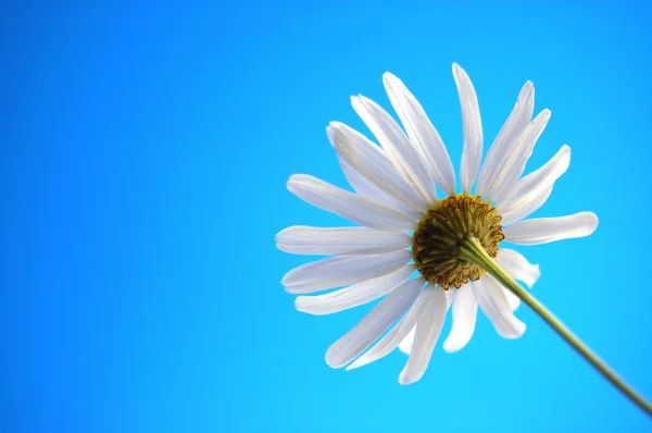 Daisy z beliw v létě pod modrou oblohou — Stock fotografie