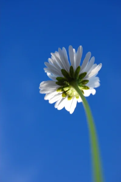Daisy under blå himmel — Stockfoto