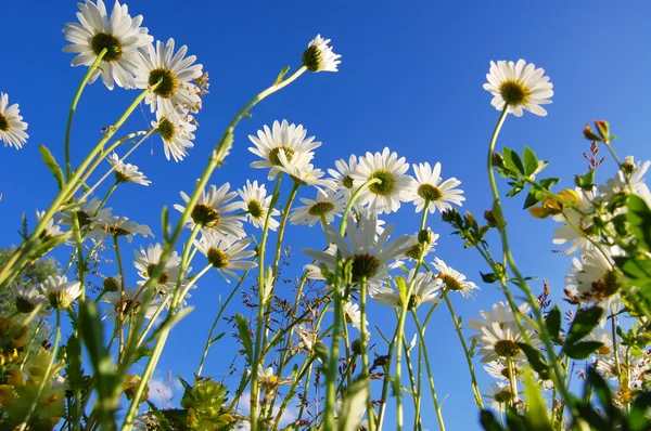 ดอกไม้เดซี่ใต้ท้องฟ้าสีฟ้า — ภาพถ่ายสต็อก
