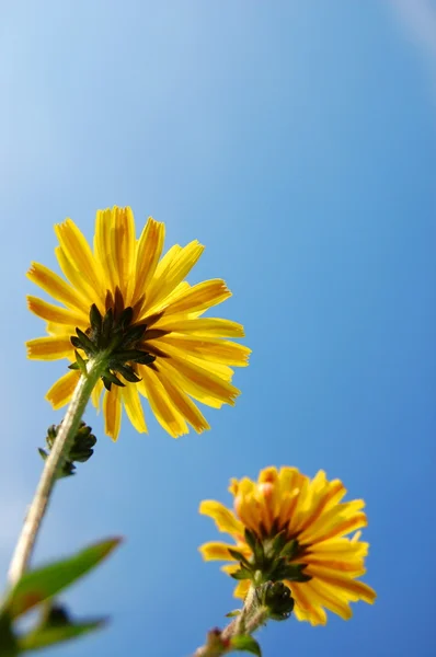 青い夏空の下で花します。 — ストック写真