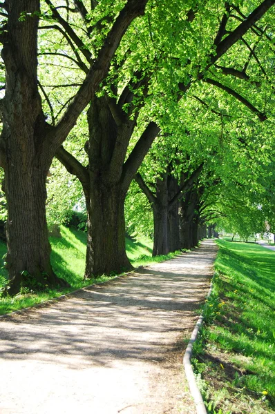 Summer tree alley — Stock Photo, Image