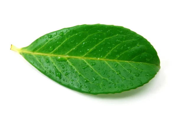 Leaf with water drops after rain — Stock Photo, Image