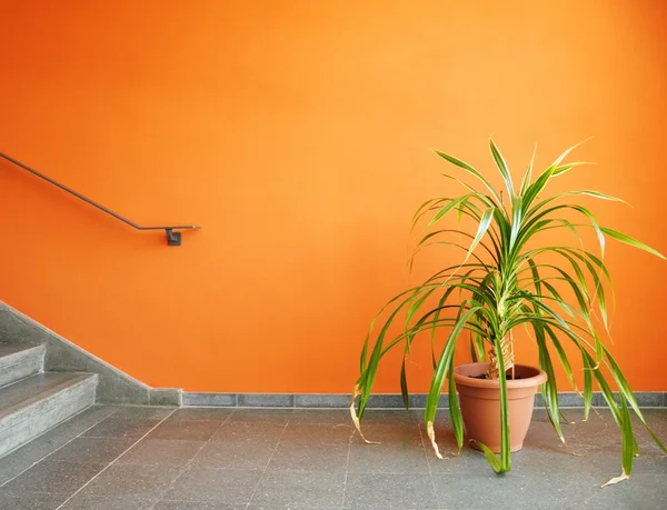 Растение в горшке на оранжевой стене — стоковое фото