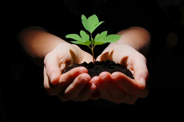 Jovem planta com solo nas mãos — Fotografia de Stock