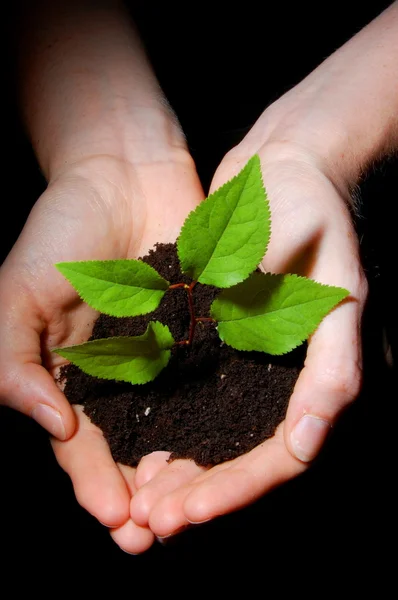 Elleri toprak ve bitki büyüme gösteren — Stok fotoğraf