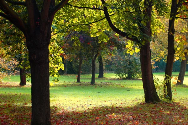 Πτώση στο πάρκο με καταπράσινα δέντρα, με μπλε ουρανό — Φωτογραφία Αρχείου