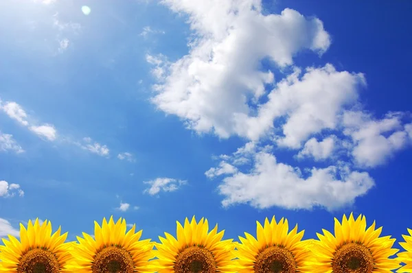 Blauwe hemel en zonnebloem — Stockfoto