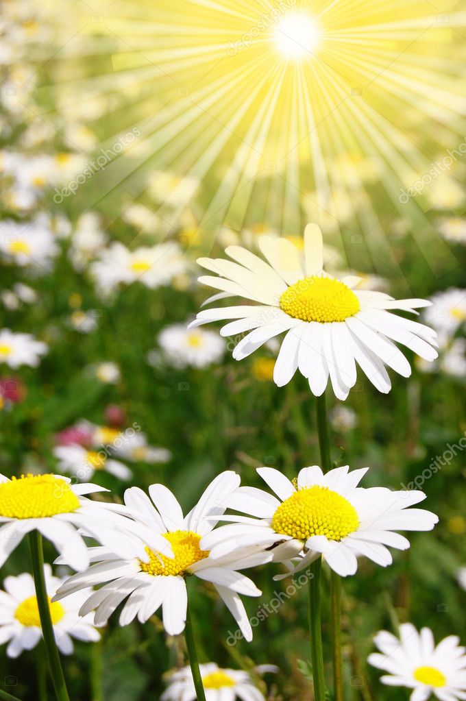 Daisy flower on a summer field