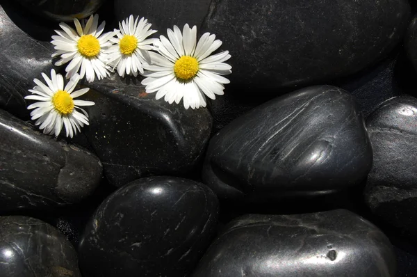 Madeliefjebloemen op zwarte stenen — Stockfoto
