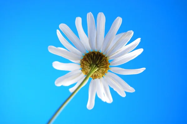 Daisy van beliw in de zomer onder de blauwe hemel — Stockfoto