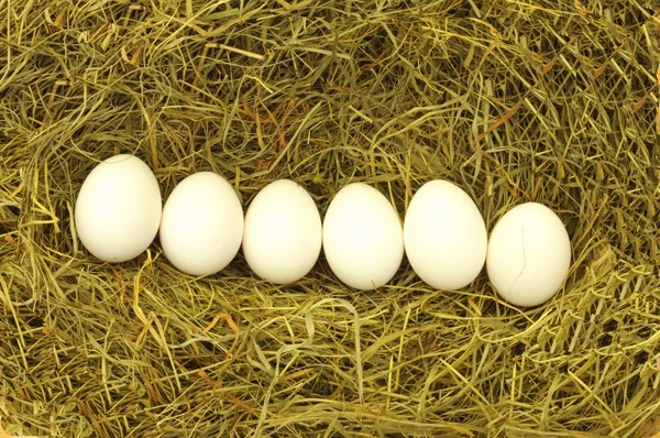 Uovo bianco in hey — Foto Stock