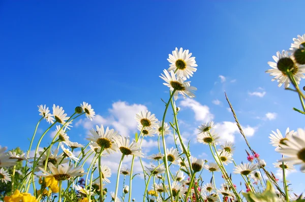 Flores en el prado en verano — Foto de Stock