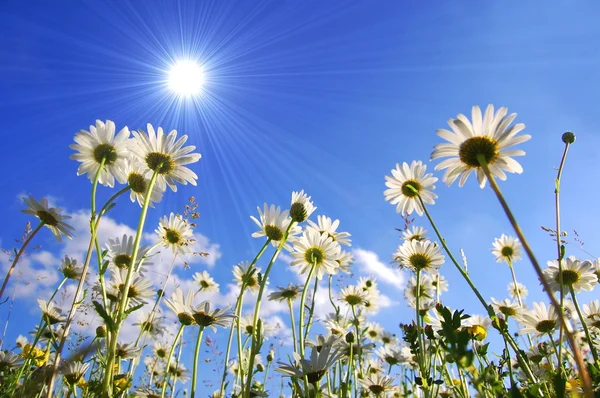 Daisy blomstrer nedenfra med blå himmel – stockfoto