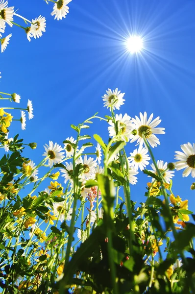 Sedmikráska květ v létě s modrou oblohou — Stock fotografie