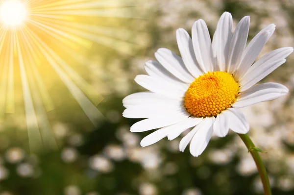 Daisy flor em um campo de verão — Fotografia de Stock