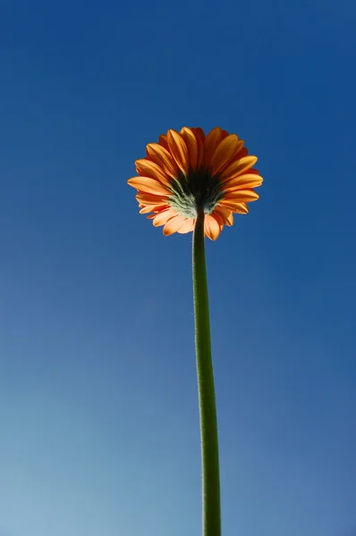 非洲菊雏菊 — 图库照片