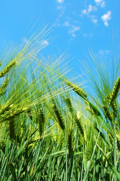 Grão de trigo sob o céu azul — Fotografia de Stock