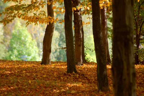 Skog och trädgård med gyllene löv på hösten — Stockfoto