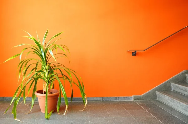 stock image Pooted plant and copyspace